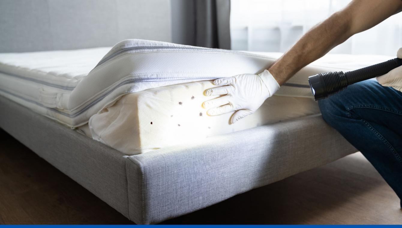Hibernation des punaises de lit : traquez-les même en hiver !
